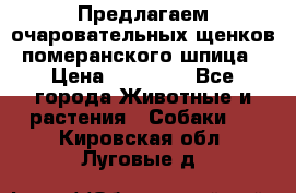 Предлагаем очаровательных щенков померанского шпица › Цена ­ 15 000 - Все города Животные и растения » Собаки   . Кировская обл.,Луговые д.